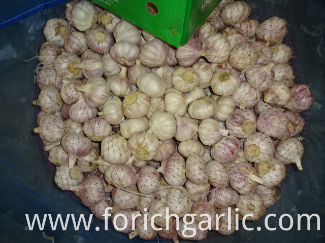 Fresh Normal Garlic Best Quality